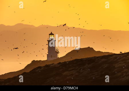 Anacapa Island Light Station bei Sonnenaufgang mit California Festland entfernte und westlichen Möwen in der Luft, Kanalinseln NP Stockfoto