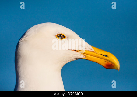 Western-Möwe (Larus Occidentalis) Porträt auf East Anacapa Island, Channel Islands Nationalpark, Kalifornien, USA Stockfoto