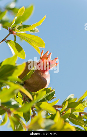 Griechenland. Frucht des Granatapfels, Punica Granatum, vom Baum gegen blauen Himmel wachsen. Stockfoto