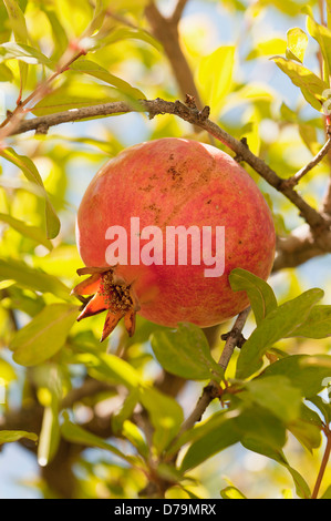 Griechenland. Frucht des Granatapfels, Punica Granatum, vom Baum wächst. Stockfoto