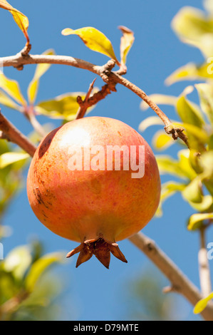 Griechenland. Frucht des Granatapfels, Punica Granatum, vom Baum gegen blauen Himmel wachsen. Stockfoto