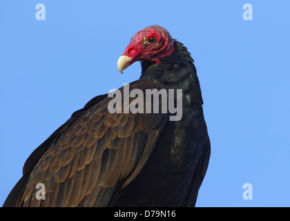 Türkei-Geier in der Provinz Chiriqui, westliche Panama (Mittelamerika). Stockfoto