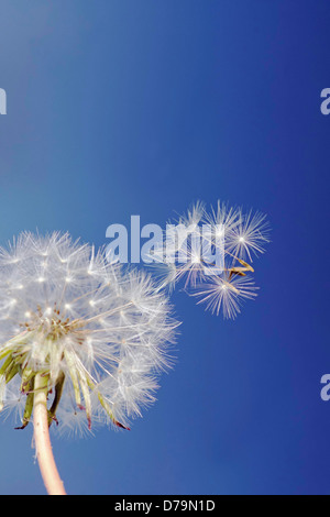 Uhr Löwenzahn Taraxacum Officinale zerstreut Seedhead gegen blauen Himmel mit einzelnen Samen durch Wind auf einem Pappus von feinen Härchen Stockfoto