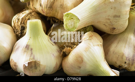 Elefant Knoblauch, Allium Ampeloprasum, Nähe beschnitten Blick auf Knoblauch Zwiebeln mit blassen, papierartigen Skins und grüne Stiele gespült. Stockfoto