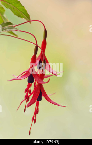 Hängiger Blüten Fuchsia fehlt mit lila Blüten und roten Kelchblättern. Stockfoto