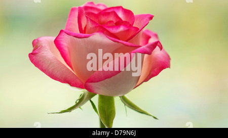 Einzelne rose Blume Rosa Sorte mit rosa Blüten, die in tiefer rosa umrandet. Stockfoto