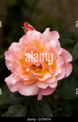 Einzige offene Rose Rosa Sorte mit doppelten rosa Blütenblätter gespült mit Pfirsich, Knospe, die teilweise hinter gesehen. Stockfoto