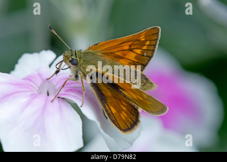 Schmetterling auf Blume Rose Campion-Skipper, Pink eyed Lychnis Coronaria D'oculata Gruppe von weiße Farbe mit rosa gespült. Stockfoto