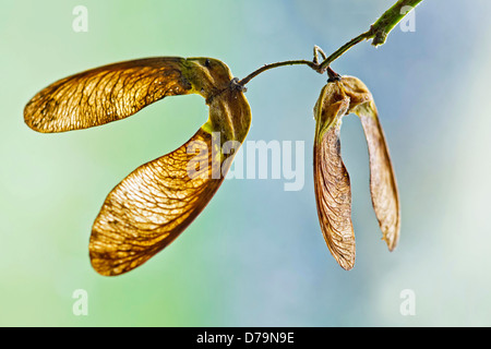 Nahaufnahme der zart geäderten geflügelten Samen oder Schlüssel der Bergahorn, Acer Pseudoplatanus. Stockfoto