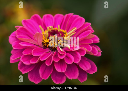 Einzelne Dahlie-ähnliche Blüte von Zinnia Elegans mit dunkelrosa geschichteten Blütenblätter. Stockfoto