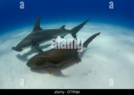 Großer Hammerhai schwimmen an der Seite einen Ammenhai Stockfoto