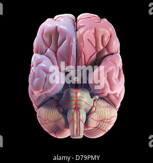 Gehirn Blutversorgung Stockfoto