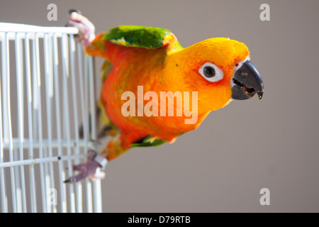 Niedliche Sun Conure Papagei klettern den Vogelkäfig Stockfoto