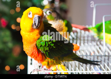 Sun Conure Papagei und grün Wange Sittich Stockfoto