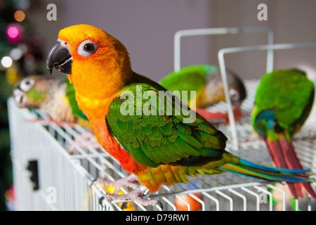 Niedliche Sun Conure Papagei auf Vogelkäfig stehen Stockfoto