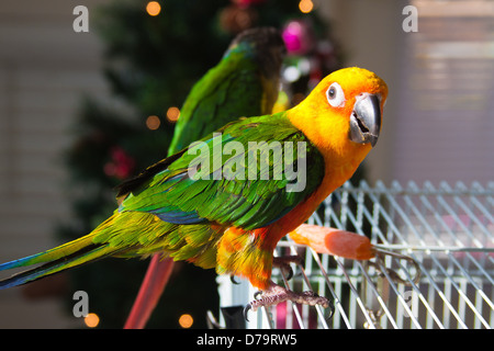 Niedliche Sun Conure Papagei auf Vogelkäfig stehen Stockfoto