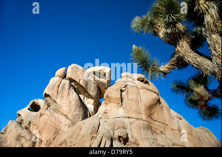 Joshua Tree Nationalmonument in Kalifornien Stockfoto