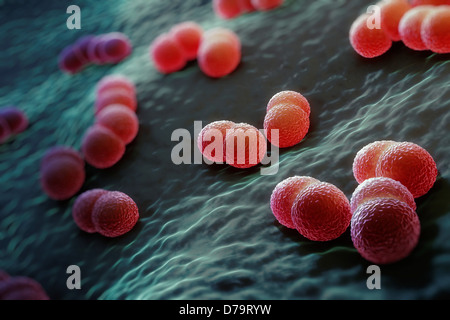 Neisseria meningitidis Stockfoto