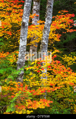 Mount Baker-Snoqualmie National Forest, Washington; Red Alder Stämme mit Herbstfarben der Rebe Ahorn Stockfoto