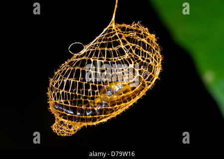 Falsche Burnet Motten Puppe (Urodus sp Urodidae), in einem Käfig gewebt, um Schutz vor Raubtieren, Ecuador Stockfoto