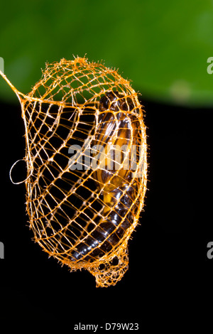 Falsche Burnet Motten Puppe (Urodus sp Urodidae), in einem Käfig gewebt, um Schutz vor Raubtieren, Ecuador Stockfoto