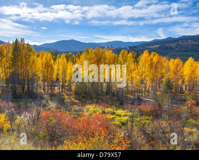 Okanogan County, WA: Espen und Pappeln in der Methow River Valley in der Nähe der Stadt Winthrop Stockfoto