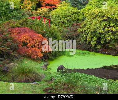 Seattle, Washington: Fallen Mond Brücke umgeben von bunten Ahorne und Rhododendren in Kubota Garten Park Stockfoto