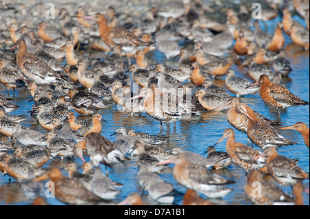 UK Norfolk Snettisham schwarz angebundene Uferschnepfe Limosa Limosa Knoten Calidris Canutus Herde ruht bei Flut Stockfoto