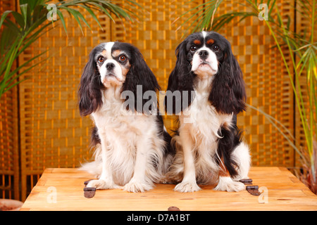 Cavalier King Charles Spaniel, paar, Tricolor | Cavalier King Charles Spaniel, Paar, Tricolor Stockfoto