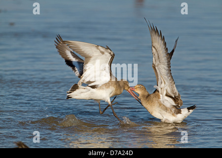 Schwarz-angebundene Uferschnepfe Limosa limosa Stockfoto