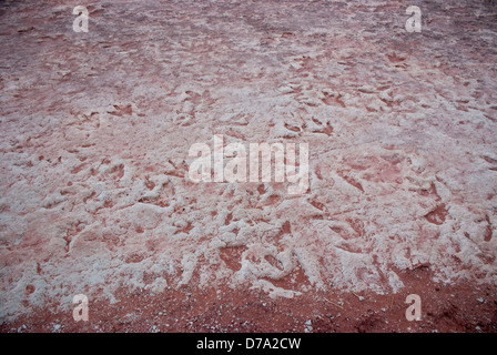 USA-Arizona-Dinosaurier-Fußspuren im ehemaligen Flussbett im nördlichen Arizona erhalten Stockfoto