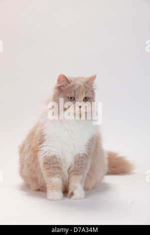 British Longhair Katze Lilac-Schildpatt-Weiß / Highlander, Flachland, Britanica Stockfoto