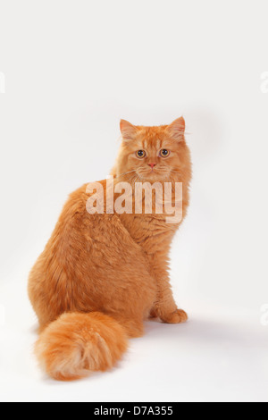 British Longhair Katze, Kater, Ingwer / Highlander, Flachland, Britanica Stockfoto