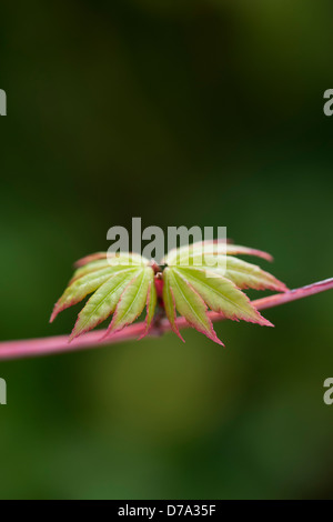 Acer palmatum sango Kaku. Neue Blätter entstehen auf einem japanischen Ahorn Baum im Frühling. Großbritannien Stockfoto