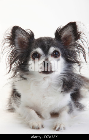 Chihuahua, Langhaar, schwarz mit weiß | Chihuahua, Langhaarig, Schwarz Mit weiss Stockfoto