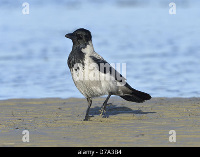 Mit Kapuze Krähe Corvus cornix Stockfoto