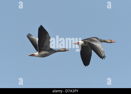 Graugans Gans Anser anser Stockfoto