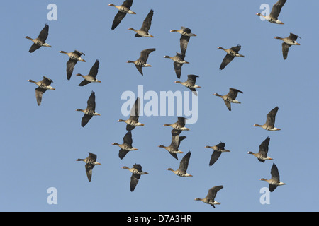 Weiß – Anser Gans Anser albifrons Stockfoto