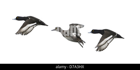 Reiherenten Aythya fuligula Stockfoto