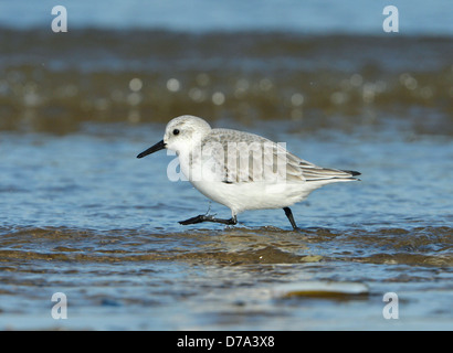 Sanderling Calidris alba Stockfoto