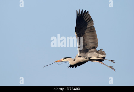 Grey Heron Ardea cinerea Stockfoto