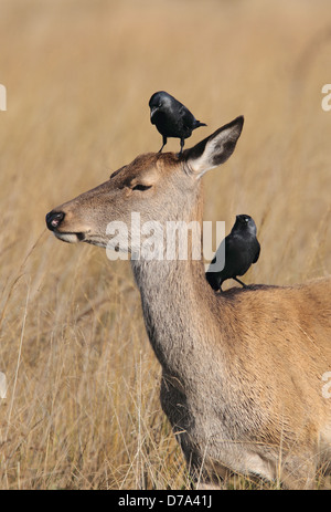 Dohle Corvus monedula Stockfoto