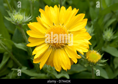 Gaillardia oder Decke Blume, Gaillardia X grandiflora, 'Yellow Mesa', Asteraceae Stockfoto