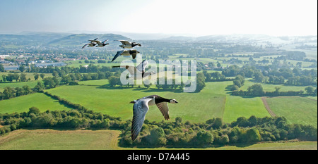 Nonnengans Branta leucopsis Stockfoto