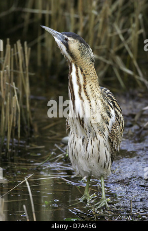 Rohrdommel Botaurus stellaris Stockfoto