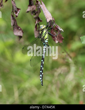 Detaillierte Makro Bild einer männlichen südlichen Hawker-Libelle (Aeshna Cyanea, auch bekannt als blaue Hawker) Stockfoto