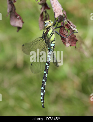 Detaillierte Makro Bild einer männlichen südlichen Hawker-Libelle (Aeshna Cyanea, auch bekannt als blaue Hawker) Stockfoto