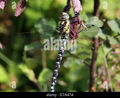 Detaillierte Makro Bild einer männlichen südlichen Hawker-Libelle (Aeshna Cyanea, auch bekannt als blaue Hawker) Stockfoto