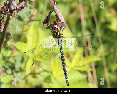 Detaillierte Makro Bild einer männlichen südlichen Hawker-Libelle (Aeshna Cyanea, auch bekannt als blaue Hawker) Stockfoto