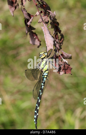 Detaillierte Makro Bild einer männlichen südlichen Hawker-Libelle (Aeshna Cyanea, auch bekannt als blaue Hawker) Stockfoto